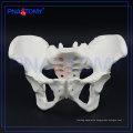 PNT-0112 female pelvis bone model for hospital